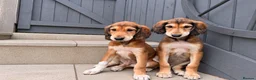 Saluki dogs for sale: Male  Saluki puppy 10 weeks old  - Advert 9