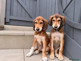 Saluki dogs KC male saluki puppies ready now - Advert 3