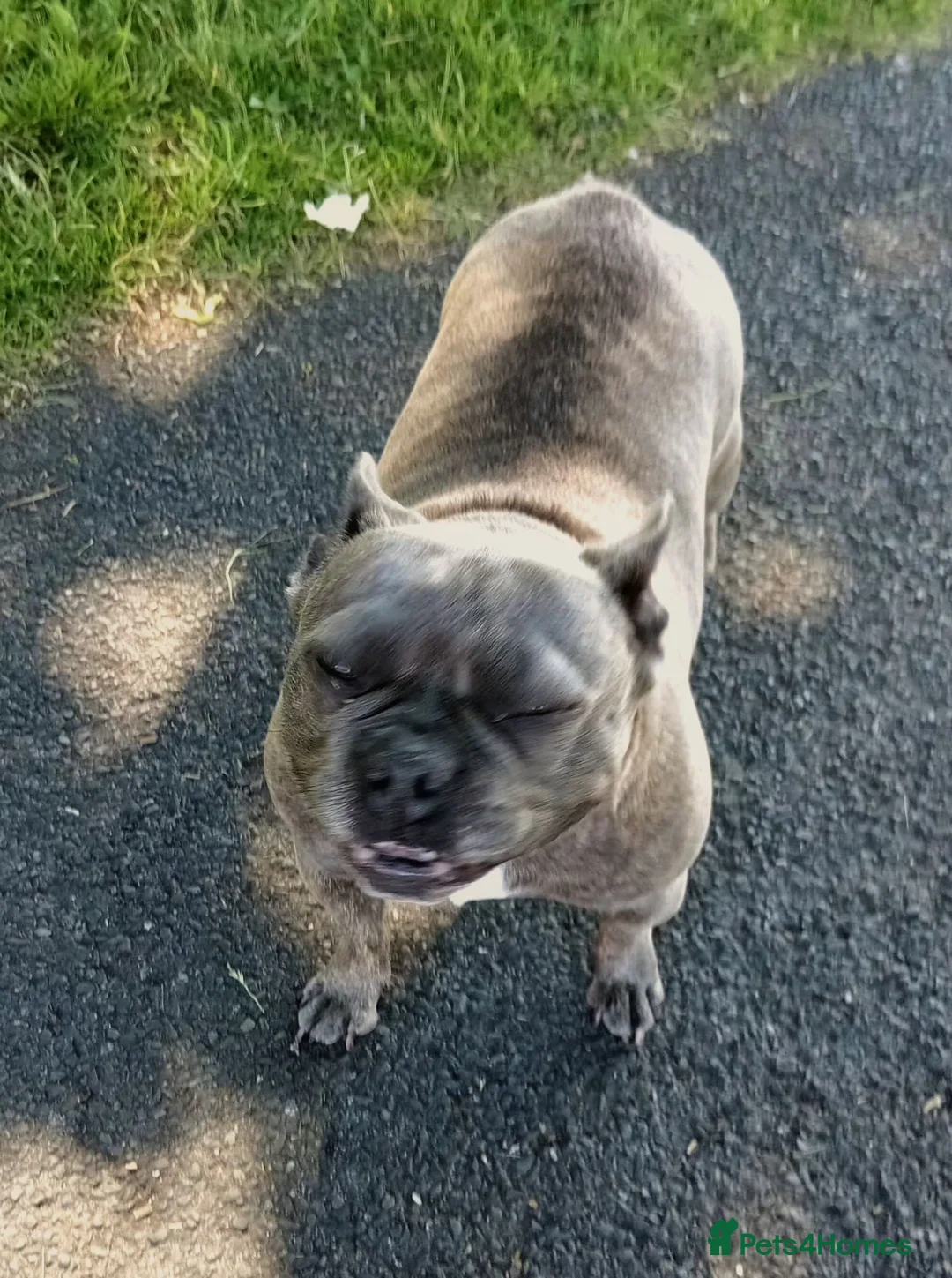 French Bulldog dogs for sale: French bulldog 2yr old female - Advert 2