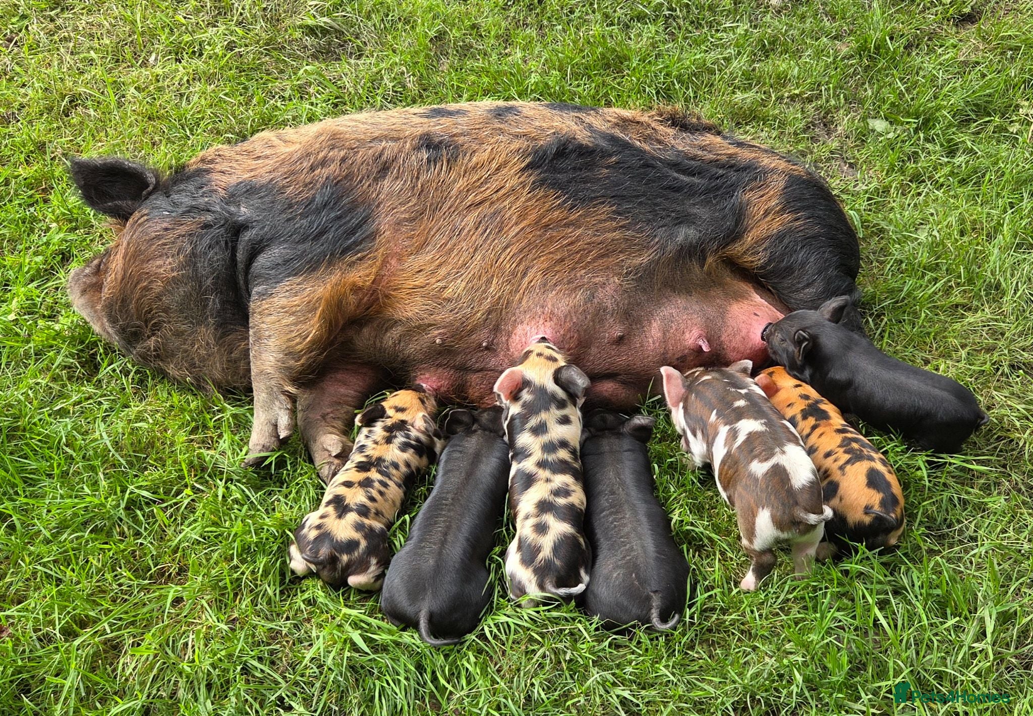 Pig livestock Stunning kune kune friendly pet piglets - Advert 1