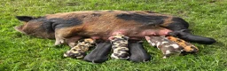Pig livestock for sale: Stunning kune kune friendly pet piglets - Advert 1