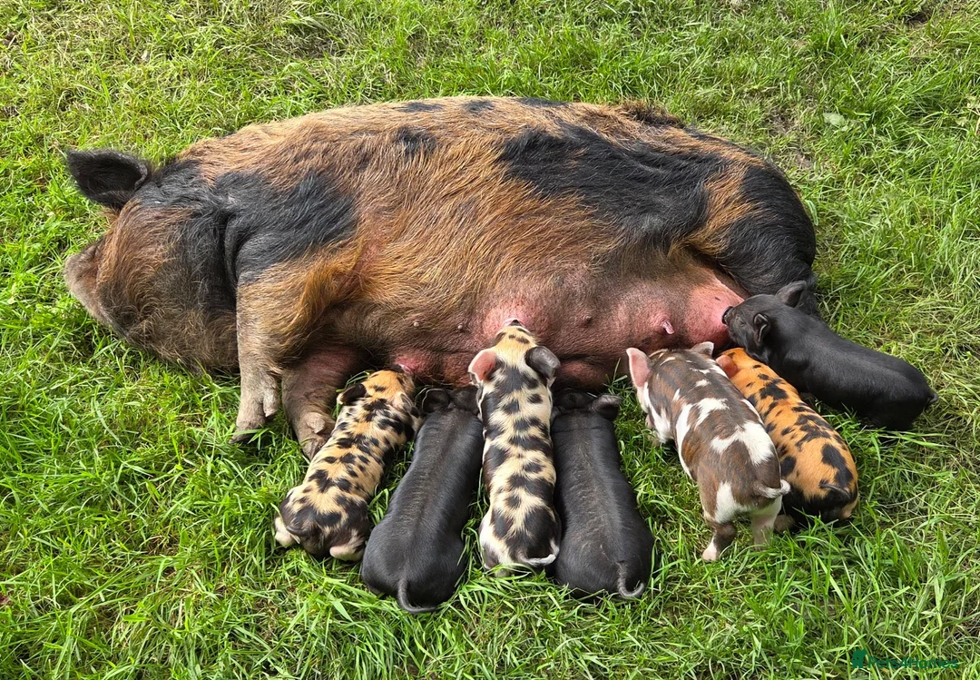 Pig livestock for sale: Stunning kune kune friendly pet piglets - Advert 1