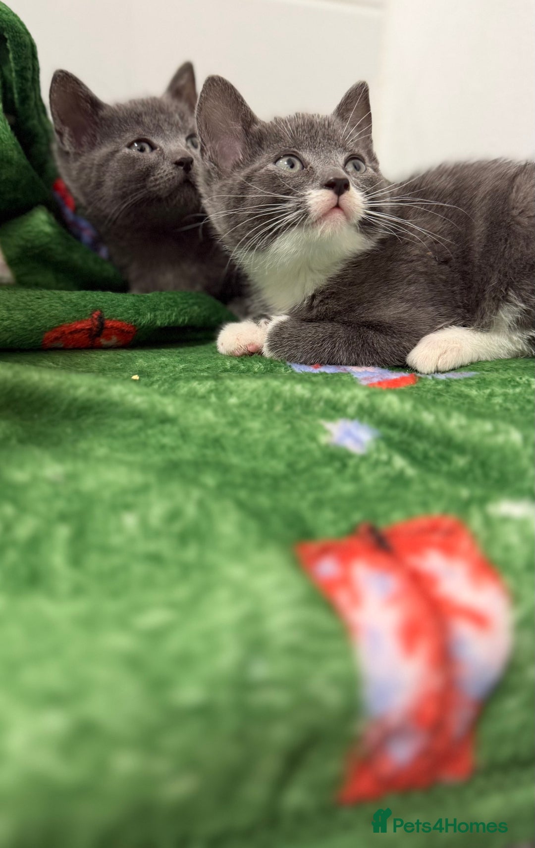 Mixed Breed cats for sale: Britishshort hair cross  - Advert 5