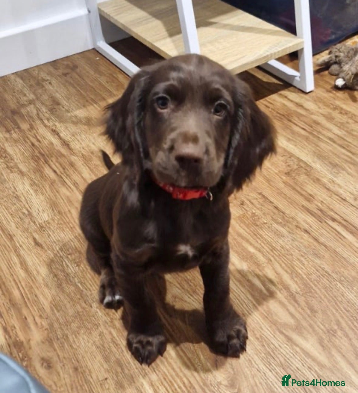 Sprocker dogs Fully DNA Health Tested F1 Sprocker Puppies - Advert 2