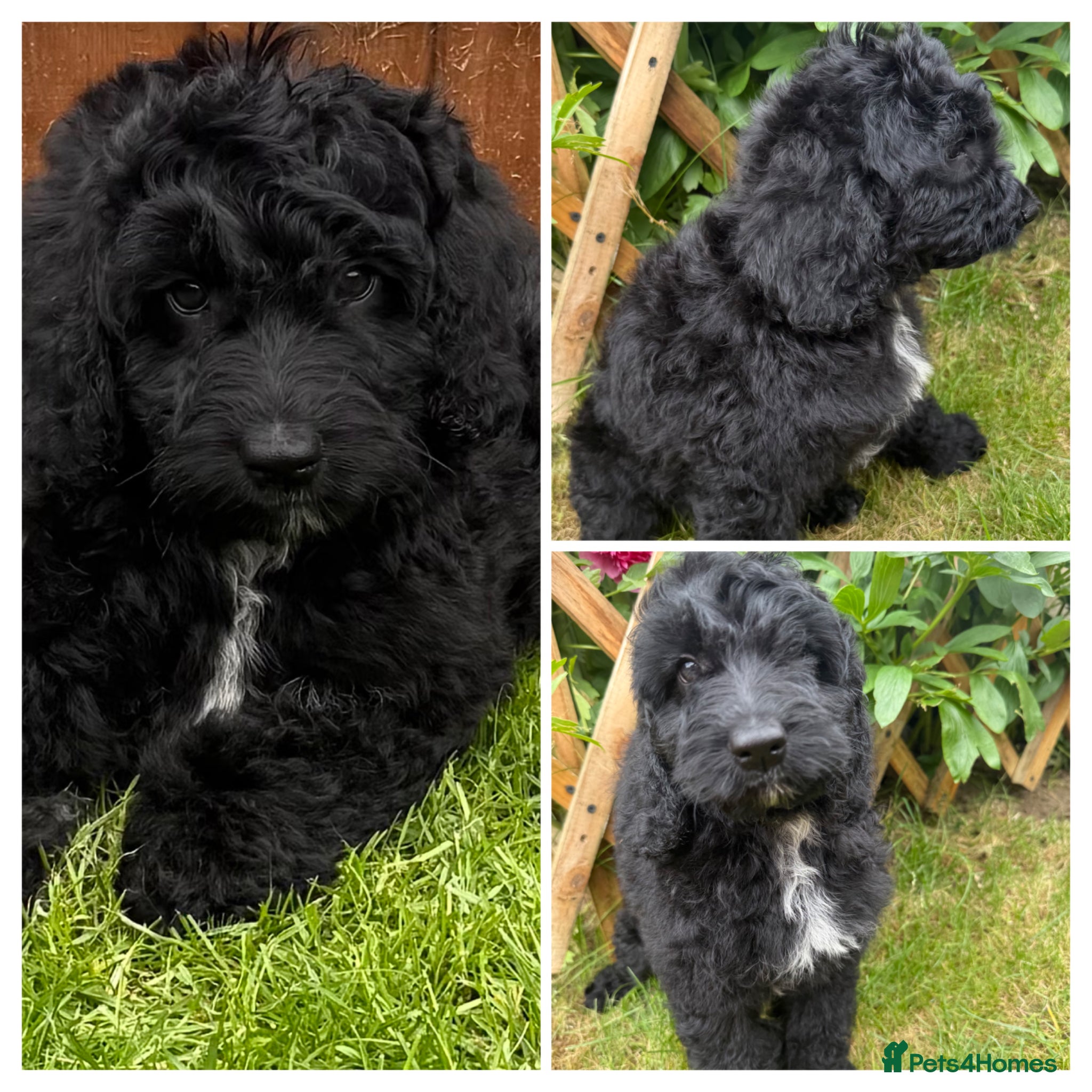 Australian Labradoodle dogs the last boy is ready for his new home - Advert 13