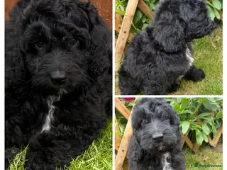 Australian Labradoodle dogs the last boy is ready for his new home - Advert 13