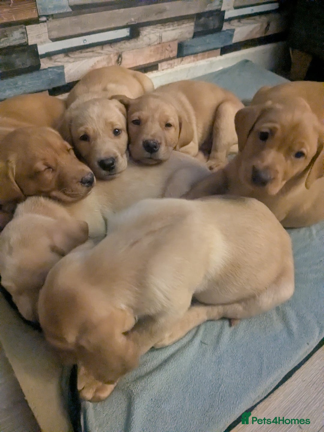 Labrador Retriever dogs for sale:  Fox red shade of yellow Labrador puppies for sale - Advert 2