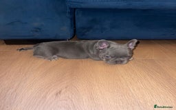 French Bulldog dogs for sale: beautiful frenchies - Image 34