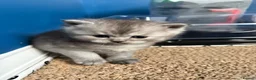 Persian cats for sale: British Persians  - Advert 6