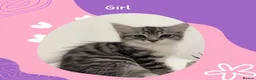 Norwegian Forest Cat cats for sale: Beautiful Norwegian Mix Kittens – 2 Boys & 1 Girl - Advert 4