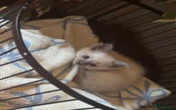 Ragdoll cats for sale: ⭐️BLUEPOINT RAGDOLL KITTEN ⭐️ - Image 15
