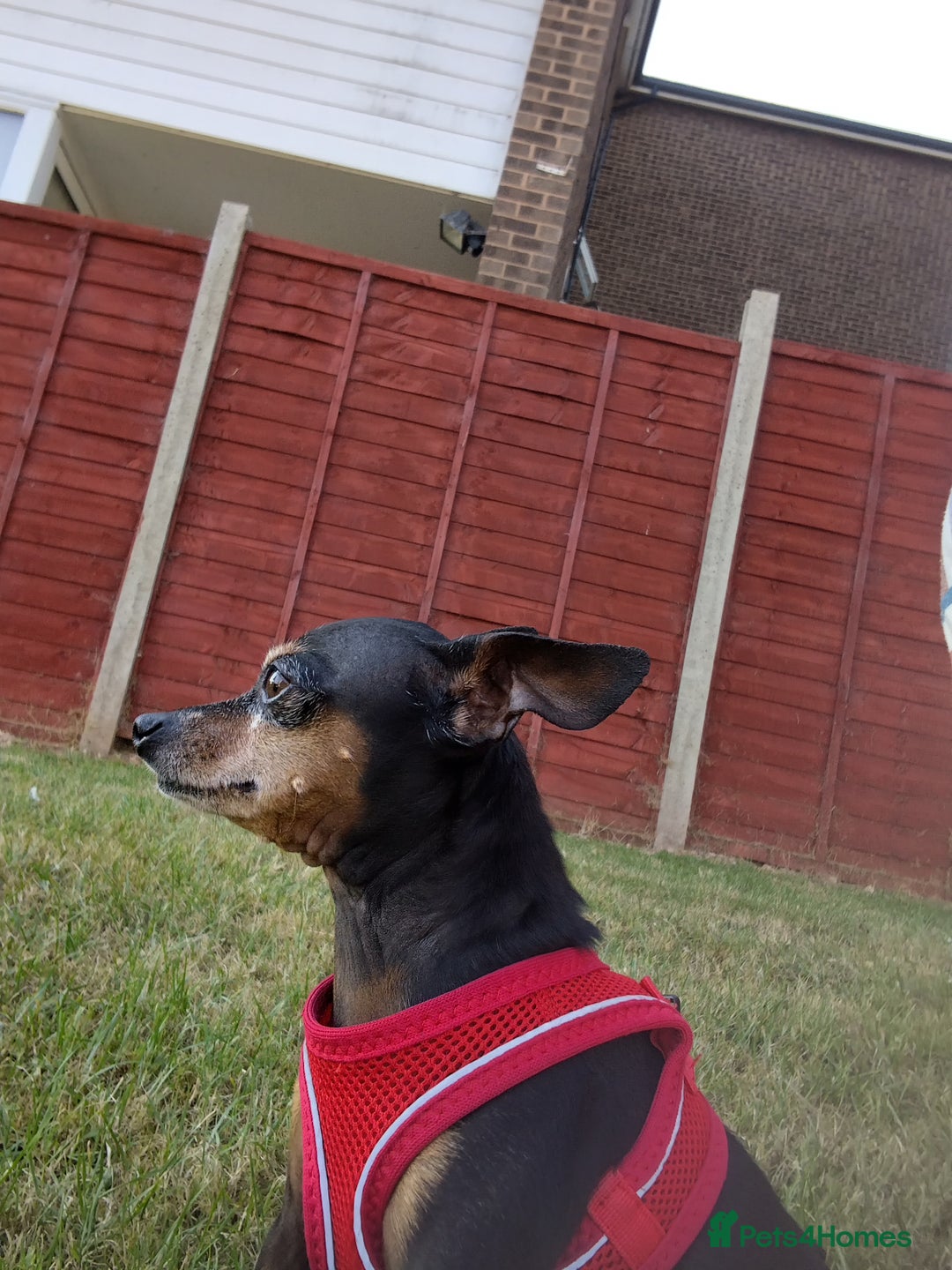 Miniature Pinscher dogs for sale: Help me to find home  - Image 2