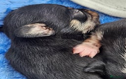 Chihuahua dogs for sale: Beautiful  Blue and Merle Chihuahua  - Image 8