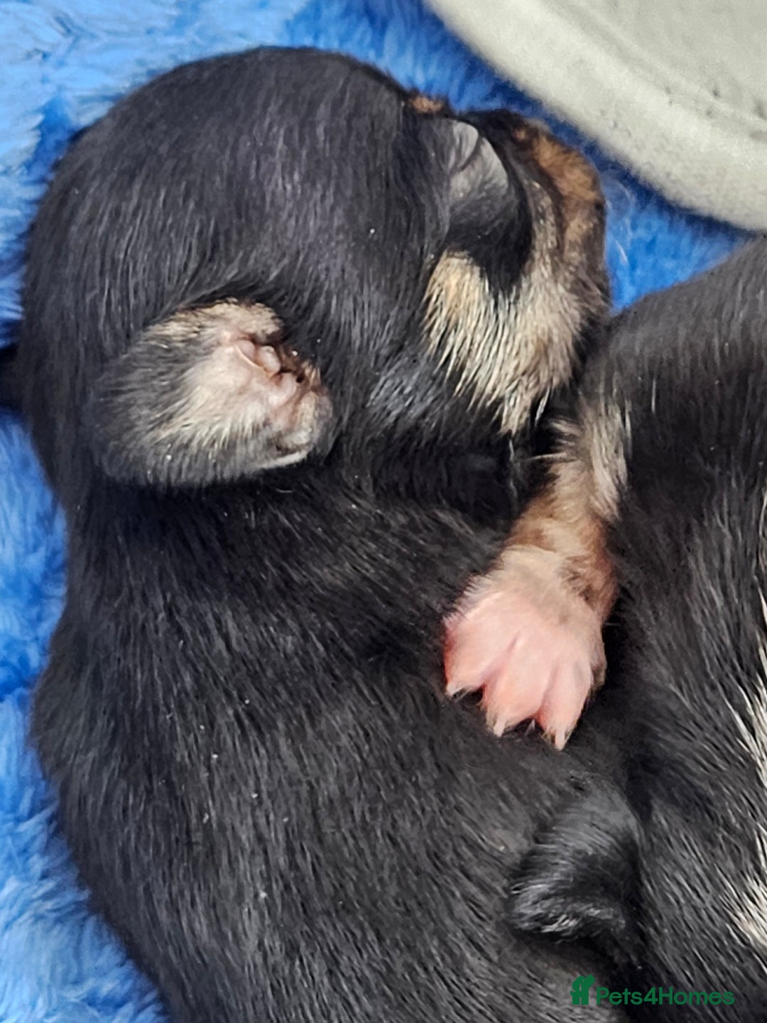 Chihuahua dogs for sale: Beautiful  Blue and Merle Chihuahua  - Image 8