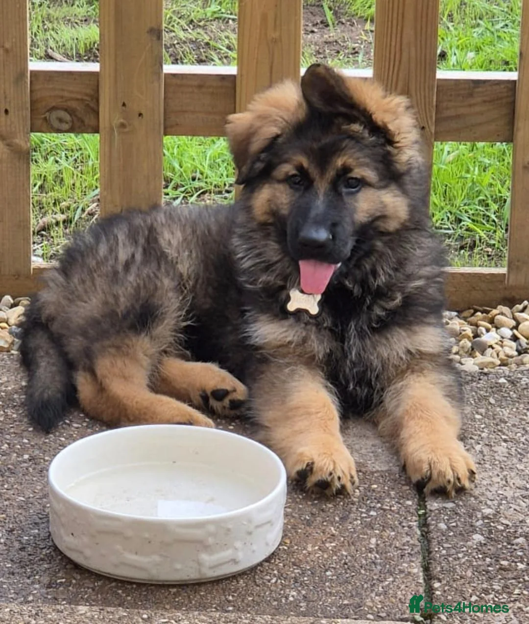 German Shepherd dogs for sale: German Shepherd puppy - Advert 1