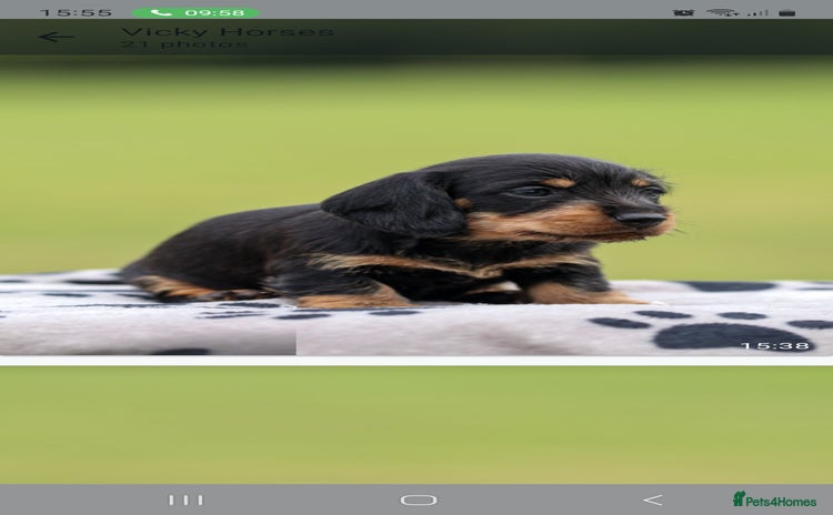 Dachshund dogs - Advert 14