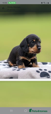 Dachshund dogs - Advert 4