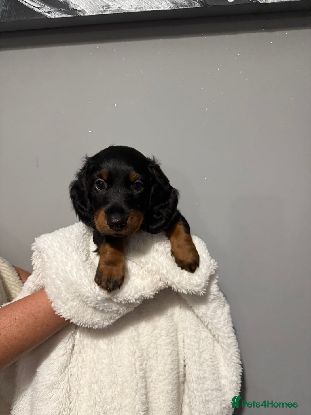 Miniature Dachshund dogs for sale: Mini dachshunds  - Image 4