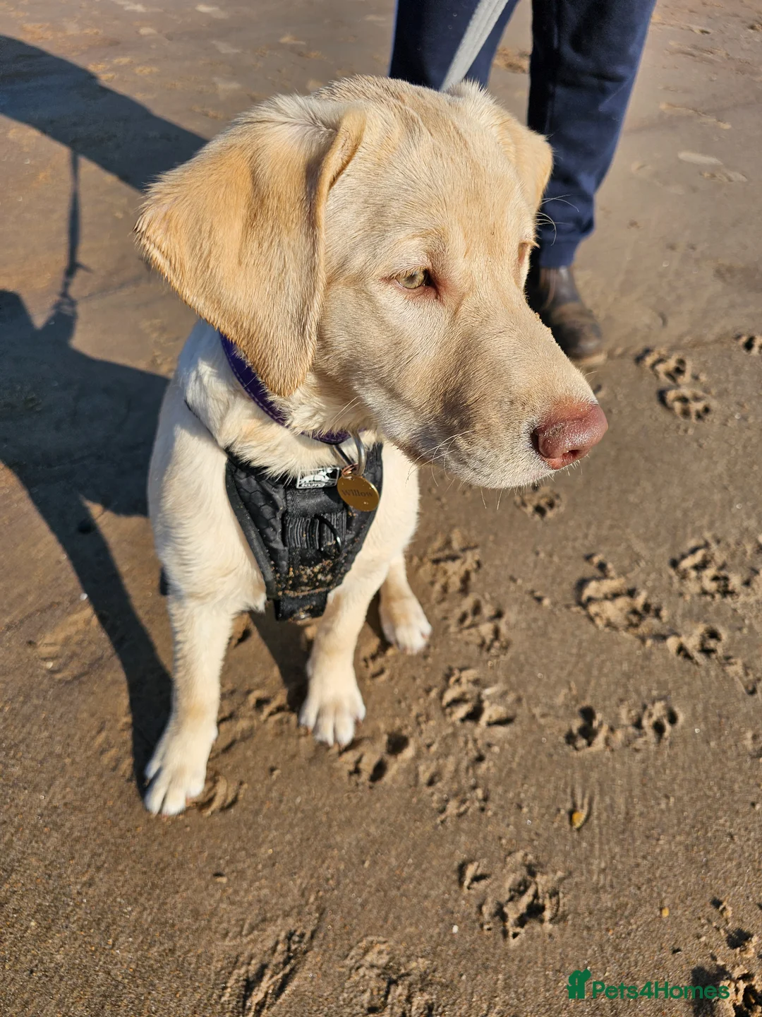 Labrador Retriever dogs for sale: 6 Month old Labrador Retriever  - Advert 5