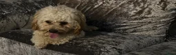 Cavapoo dogs for sale: Beautiful male cavapooo  - Advert 3