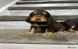 Cocker Spaniel dogs for sale: Show Cocker Puppies - Image 8