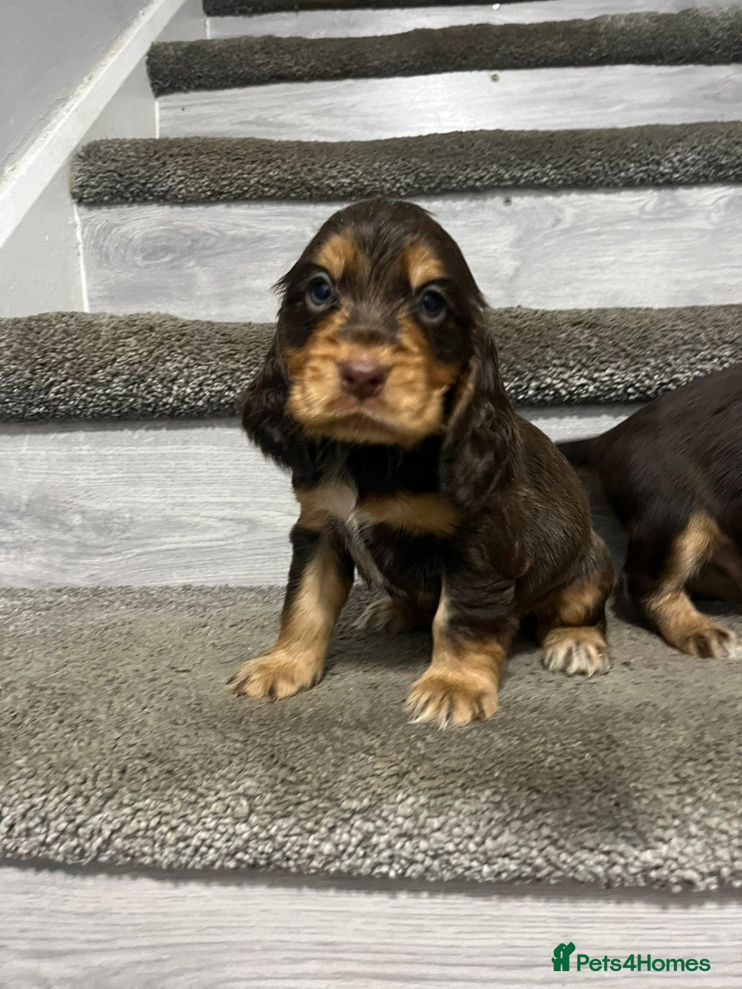 Cocker Spaniel dogs for sale: Show Cocker Puppies - Image 8