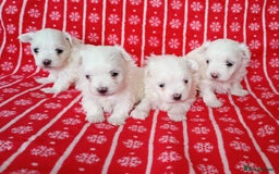 Maltese dogs for sale: Maltese puppies - Image 3