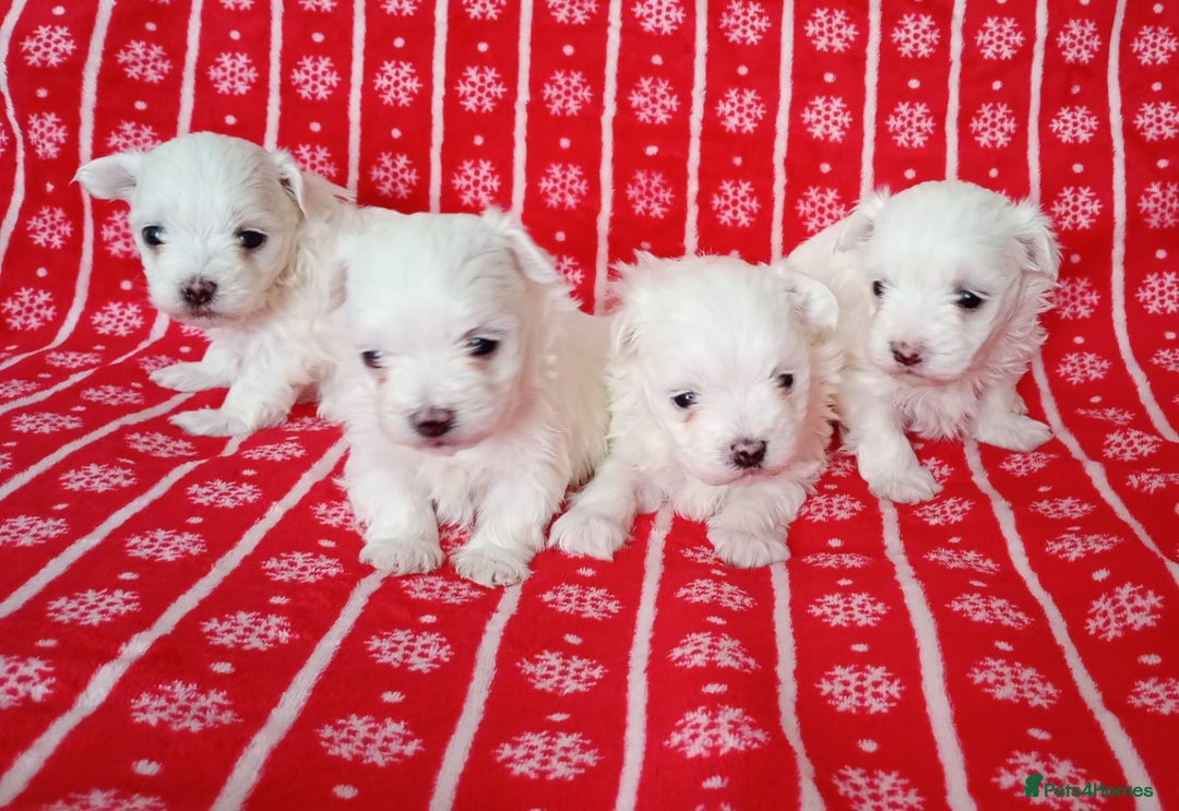 Maltese dogs for sale: Maltese puppies - Image 3