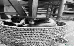 Domestic Shorthair cats for sale: Black & white kittens ready 15th December  - Advert 4