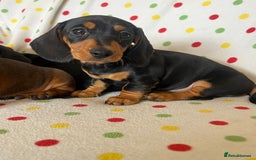Miniature Dachshund dogs for sale: Miniature dachshund puppies - Image 9