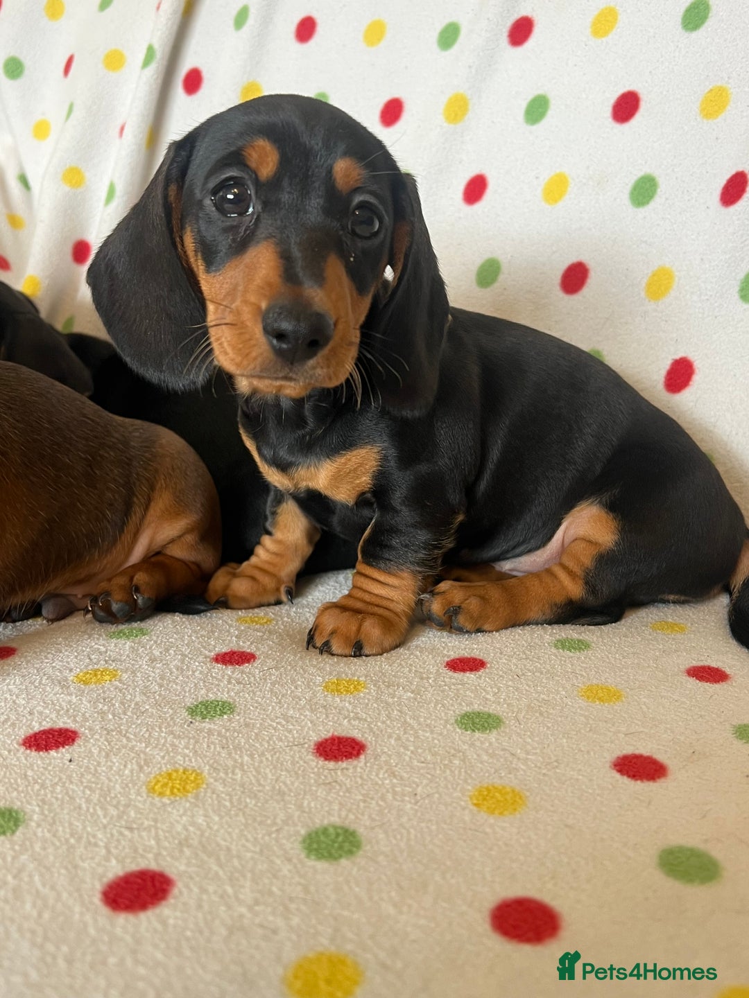 Miniature Dachshund dogs for sale: Miniature dachshund puppies - Image 9