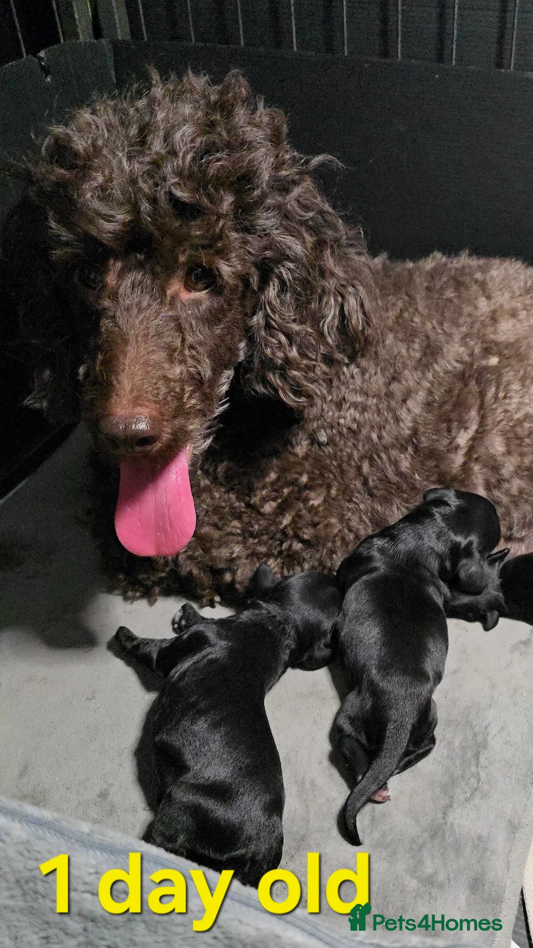 Cockapoo dogs for sale: F1 show type Cockapoo 5⭐️council licensed  - Advert 1