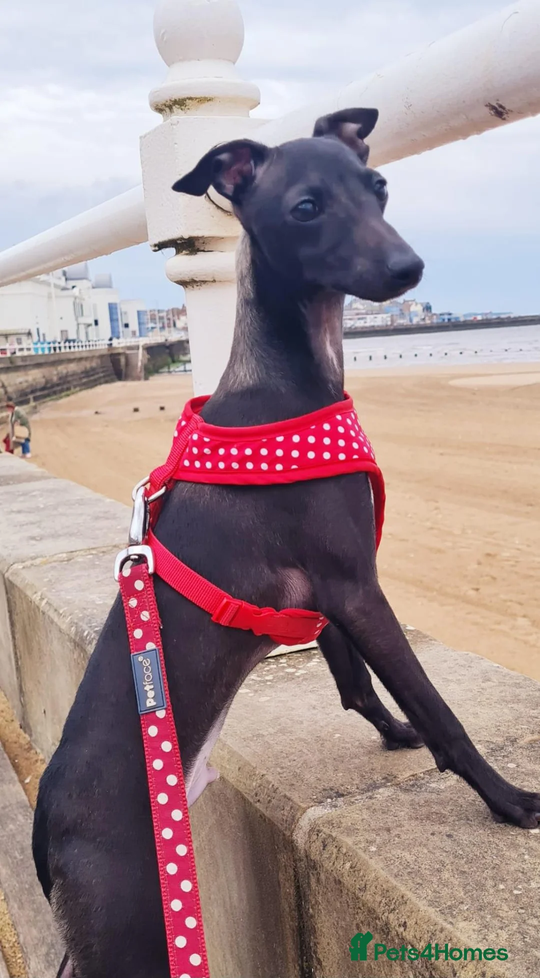 Mixed Breed dogs for sale: Wiggys for sale in Bridlington - Advert 2