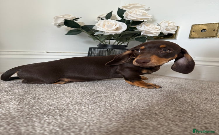 Miniature Dachshund dogs - Advert 9