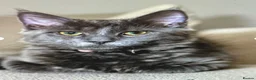 Maine Coon cats for sale: 💖💙Beautiful Ragcoons Ready Today💙💖 - Advert 23