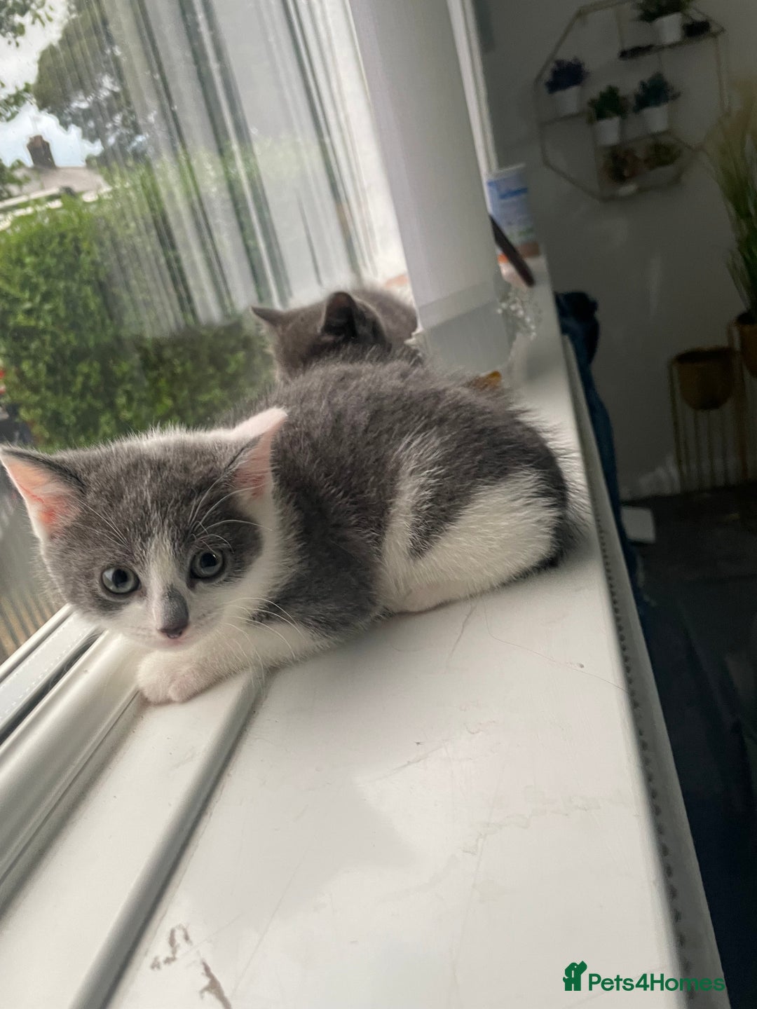 British Shorthair cats for sale: Kittens for sale bradford - Image 10