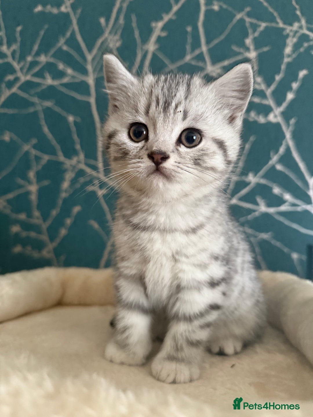 British Shorthair cats for sale: British shorthair silver tabby kittens - Advert 3