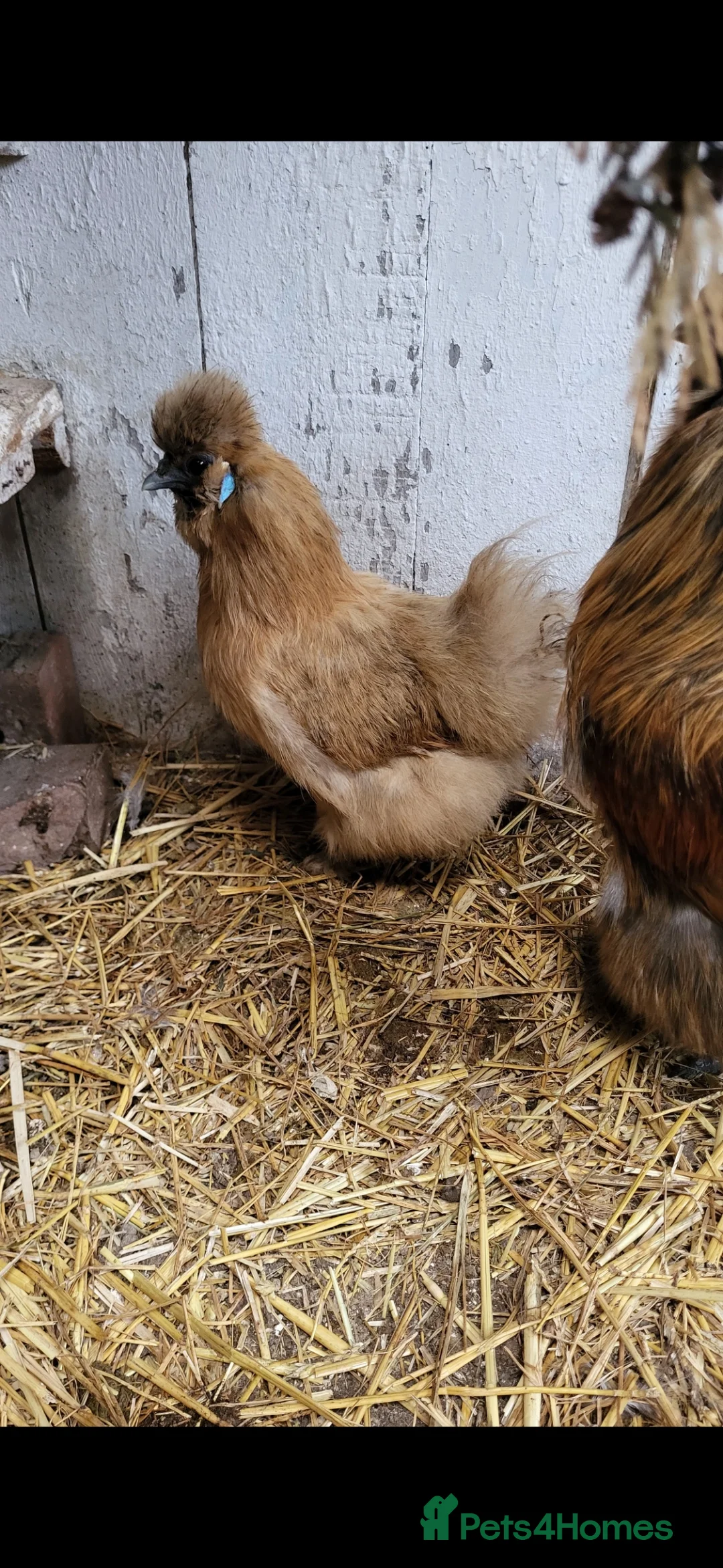 Chickens poultry for sale: Silkie cockeral and hens - Advert 3