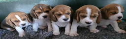 Beagle dogs for sale: Cloud-Soft Cuddles – Beagle Puppies for Sale in Liverpool - Advert 2