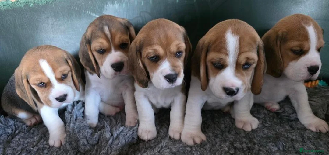 Beagle dogs for sale: Cloud-Soft Cuddles – Beagle Puppies for Sale in Liverpool - Advert 2