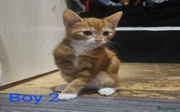 Mixed Breed cats for sale: Beautiful 10 week old kittens  - Advert 2