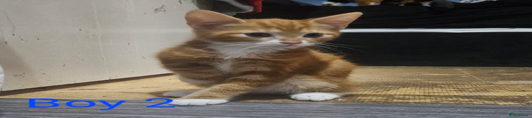 Mixed Breed Kitten 2