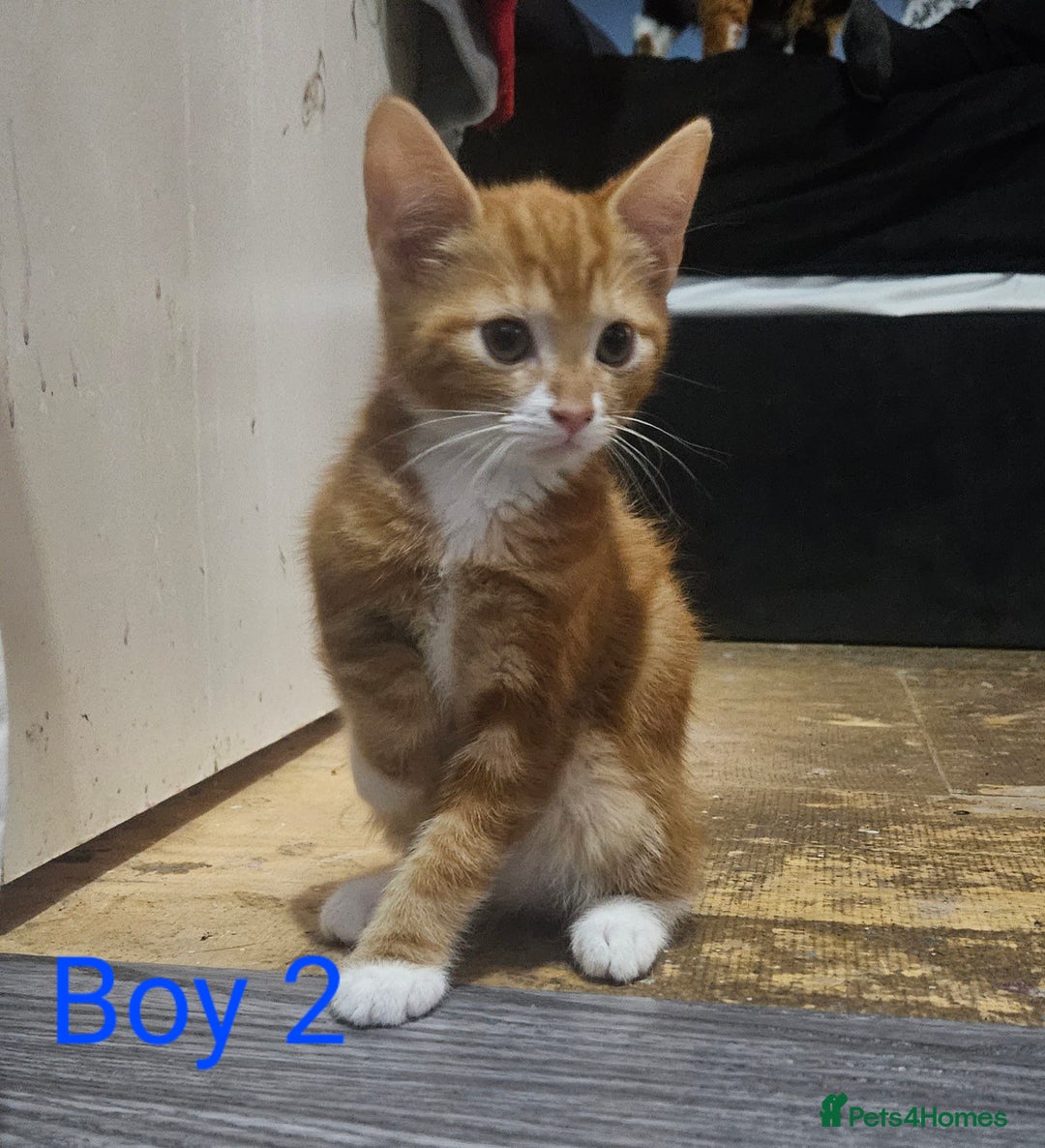 Mixed Breed cats for sale: Beautiful 10 week old kittens  - Advert 2