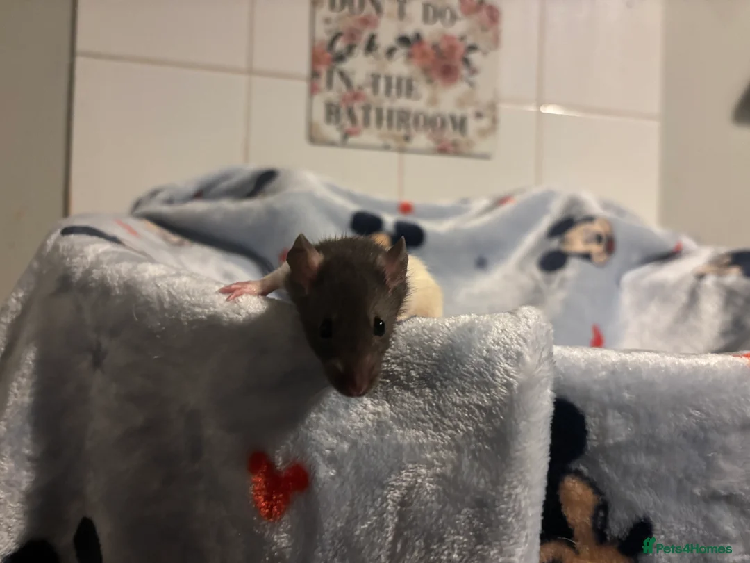 Rat rodents for sale: Gorgeous boys available now! - Advert 10