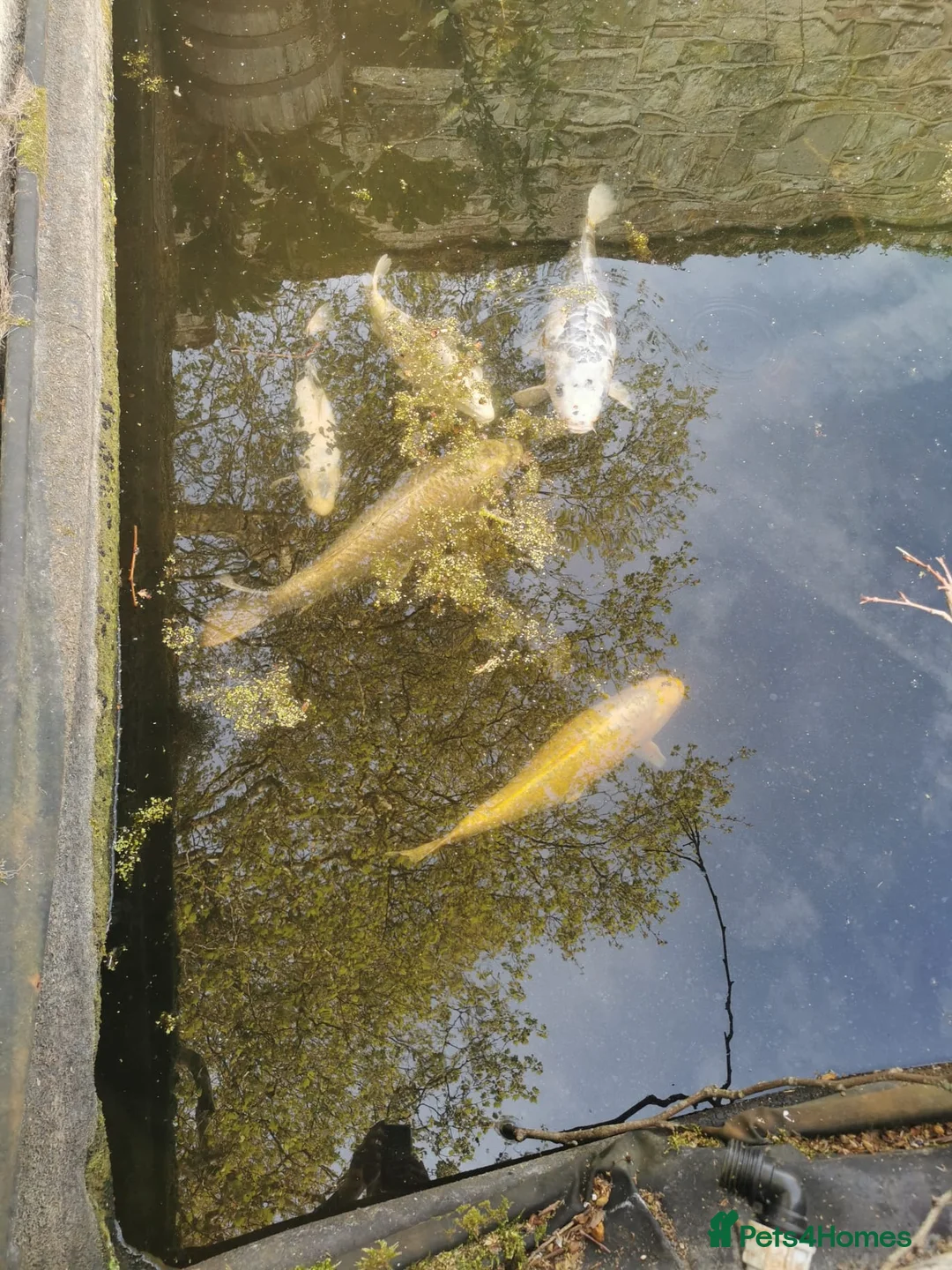 Koi Carp fish for sale: Koi various Sizes in Liss - Advert 2
