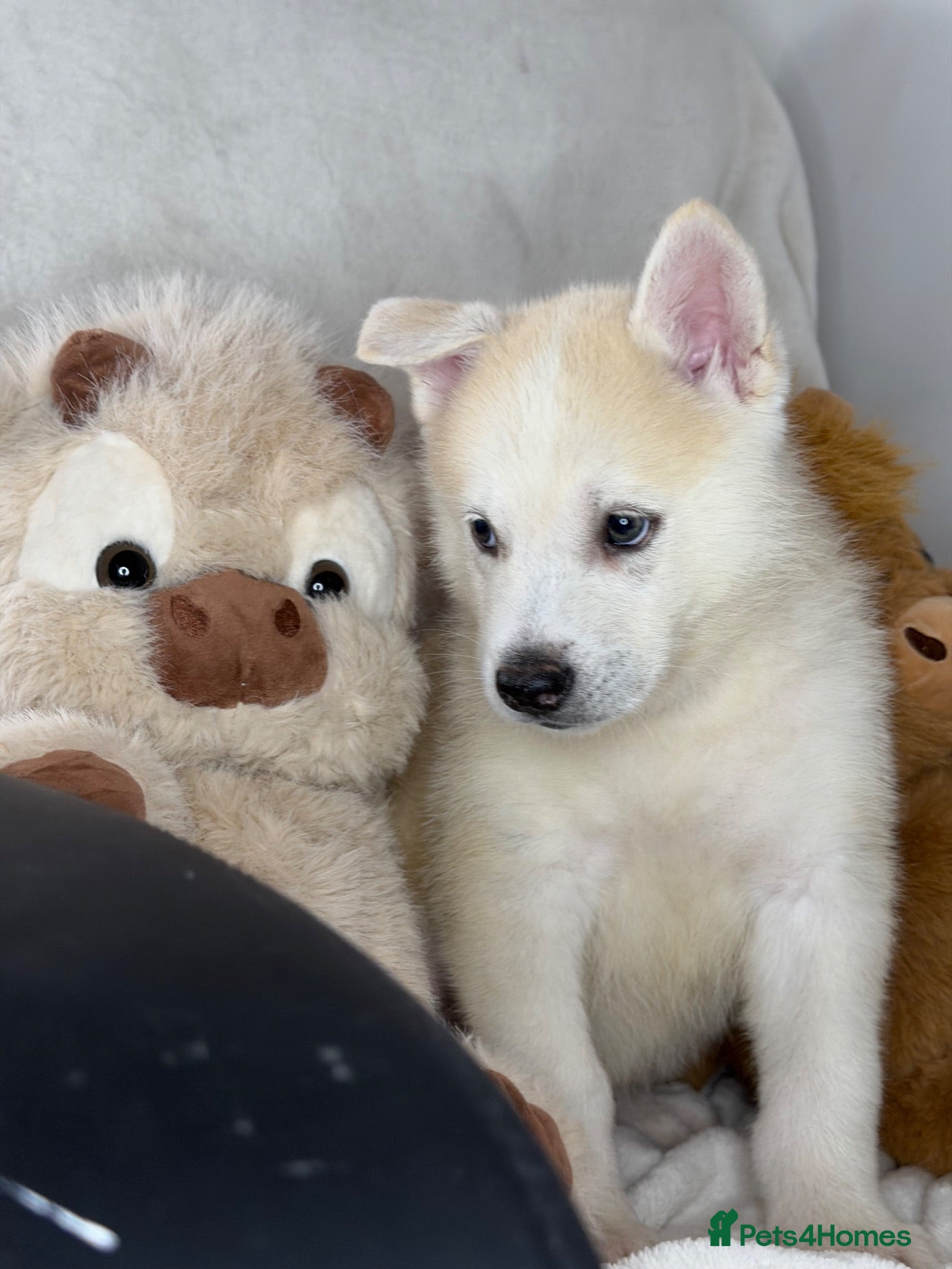 Siberian Husky dogs Siberian husky puppies  - Advert 2
