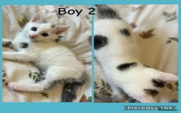 Mixed Breed cats for sale: 4 Gorgeous Kittens For Sale. - Image 2