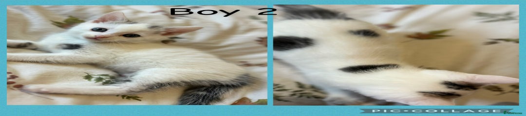 Boy 2 