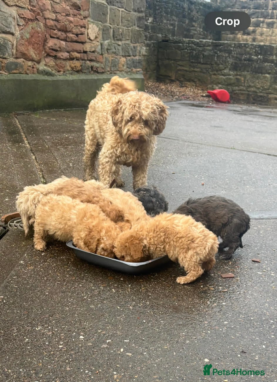 Cockapoo dogs Cockerpoo beauties - Advert 1