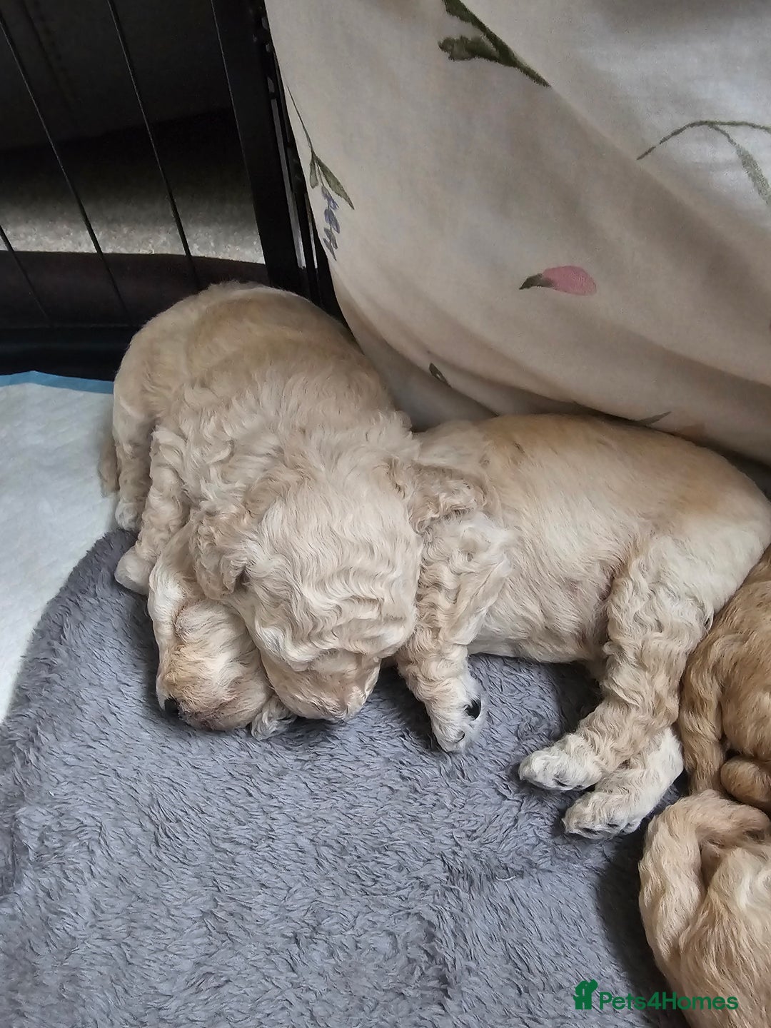 Toy Poodle dogs for sale: Beautiful toy/miniature poodle puppies. - Advert 4